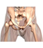 Hip Joint